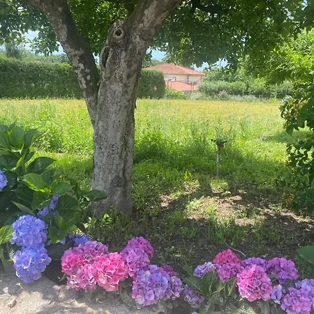 Jardim florido com hortênsias azuis e cor-de-rosa